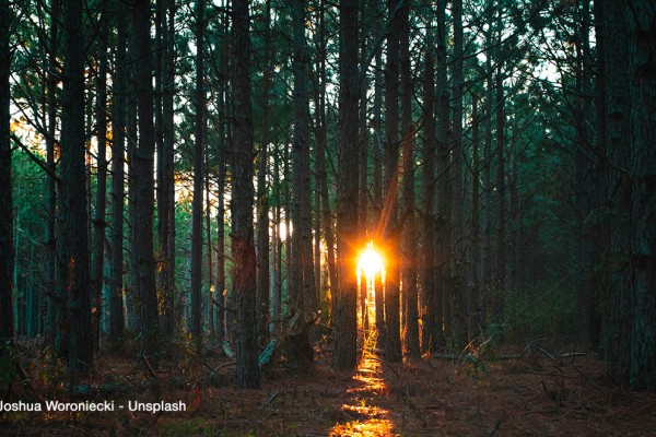 Foreste e innovazione